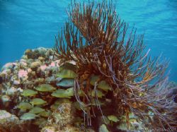 School of Bluestriped Grunts, taken in Key Largo. Housed ... by Mike Smith 
